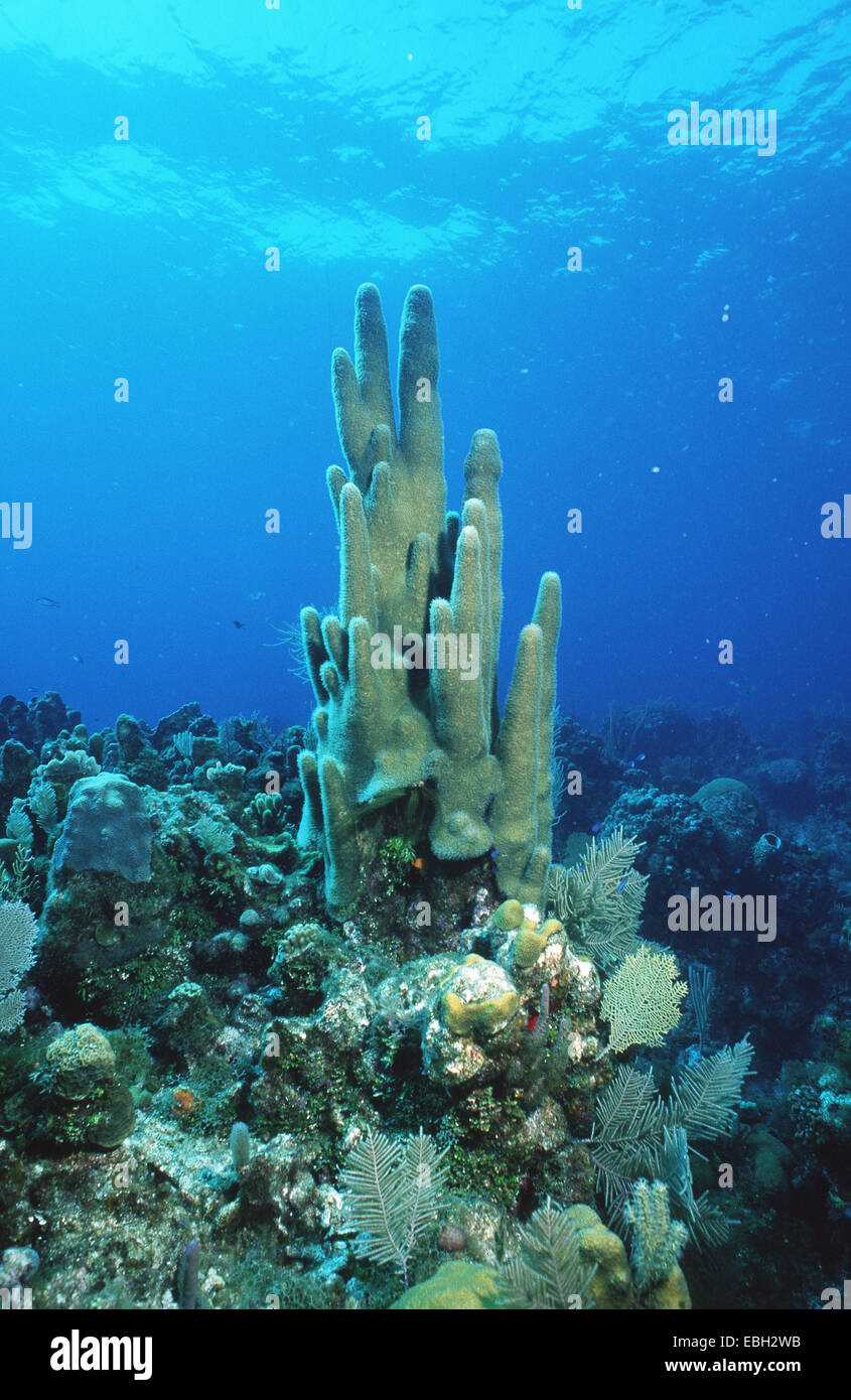 Pillar coral (Dendrogyra cylindricus). Stock Photo