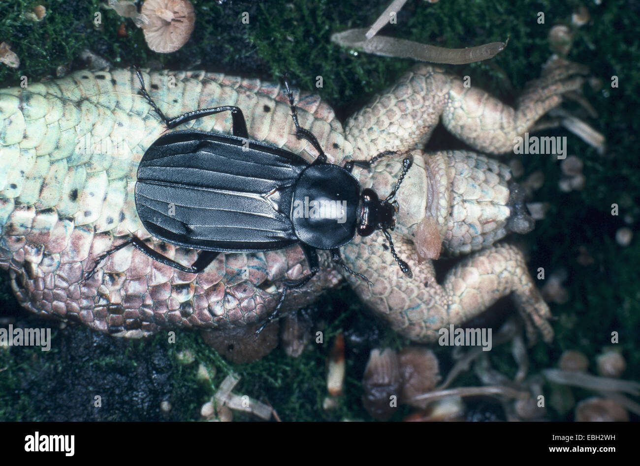 burying beetle (Necrodes littoralis), feeding at a dead reptil. Stock Photo