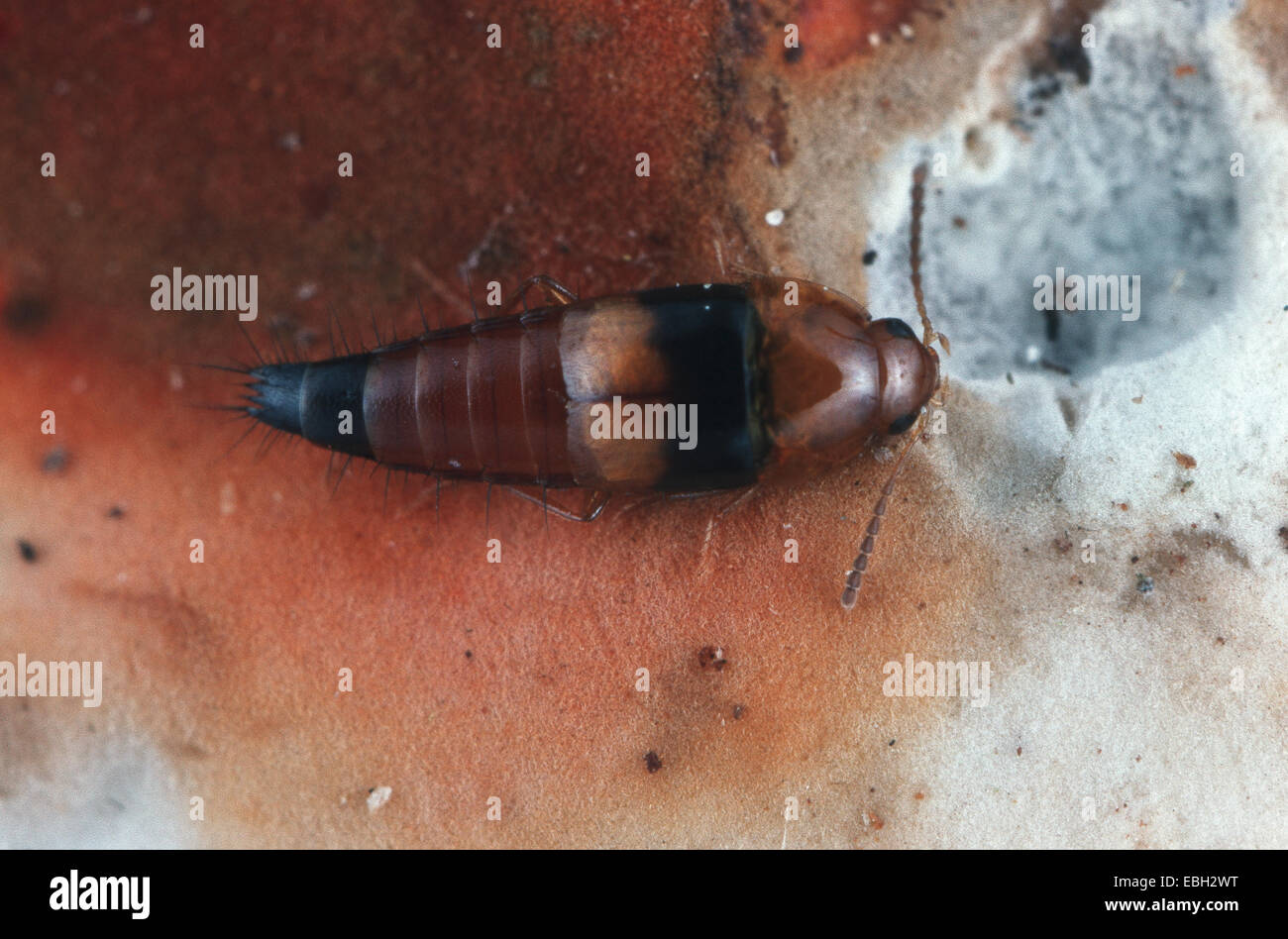 beetle (Tachyporus obtusus). Stock Photo