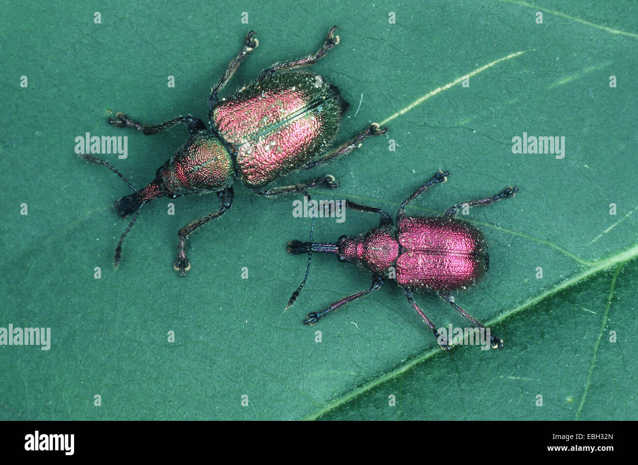 hazel leaf roller weevil (Byctiscus betulae), two individuals on a leaf. Stock Photo