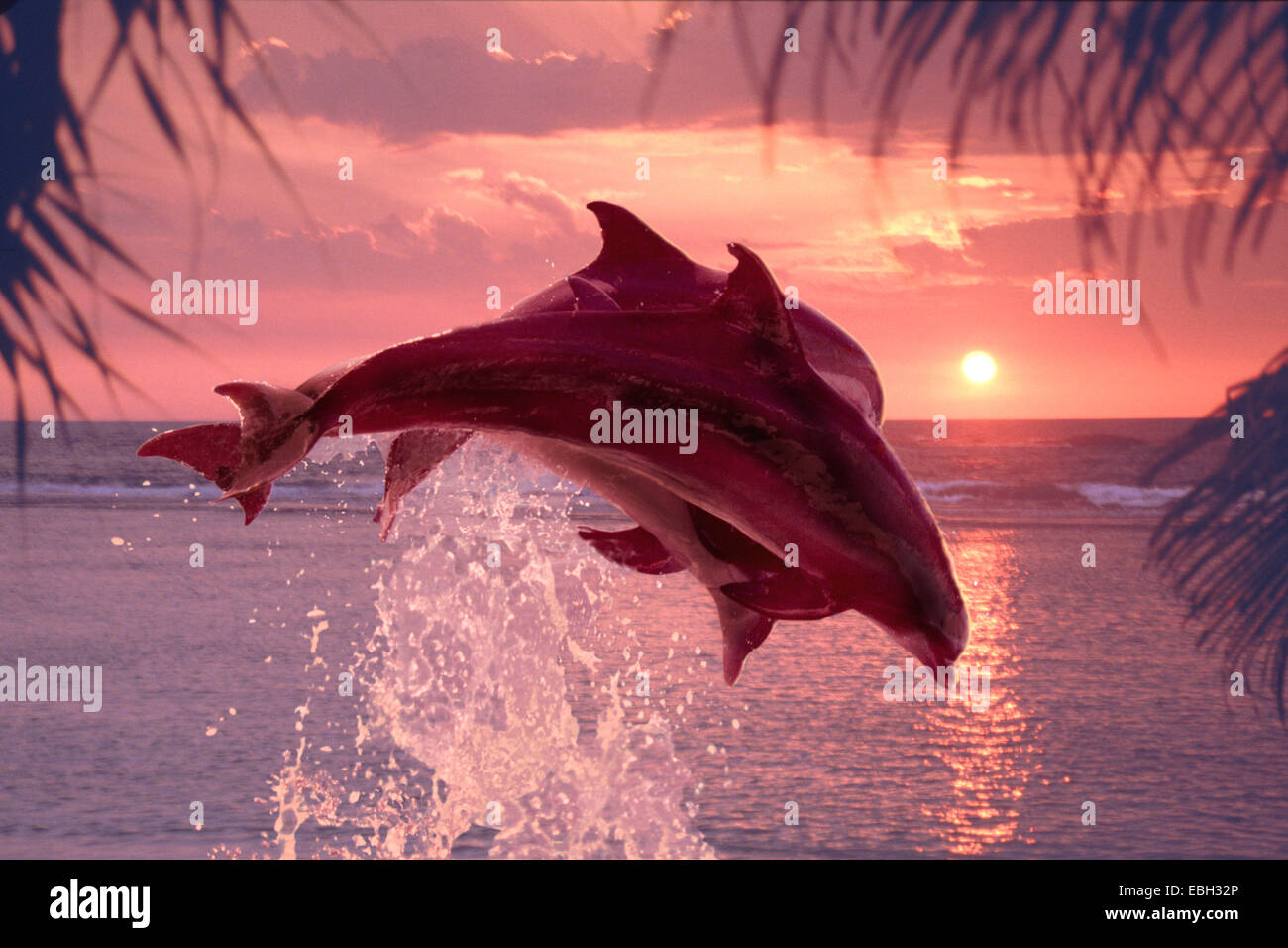 bottlenosed dolphin, common bottle-nosed dolphin (Tursiops truncatus). Stock Photo