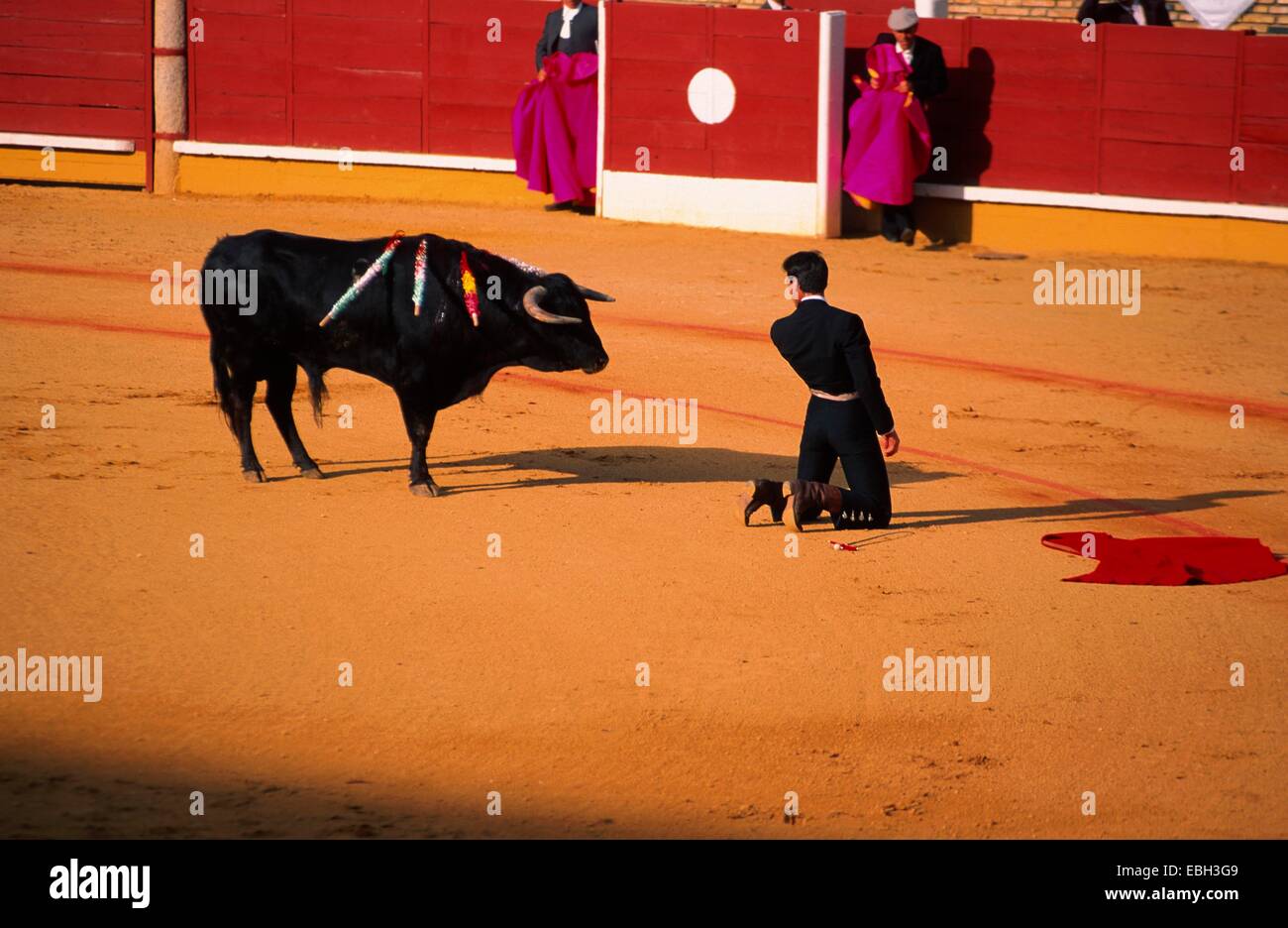corrida, torero with bull, Spain, Andalusia, Cordoba, BLWS010655.jpg. Stock Photo