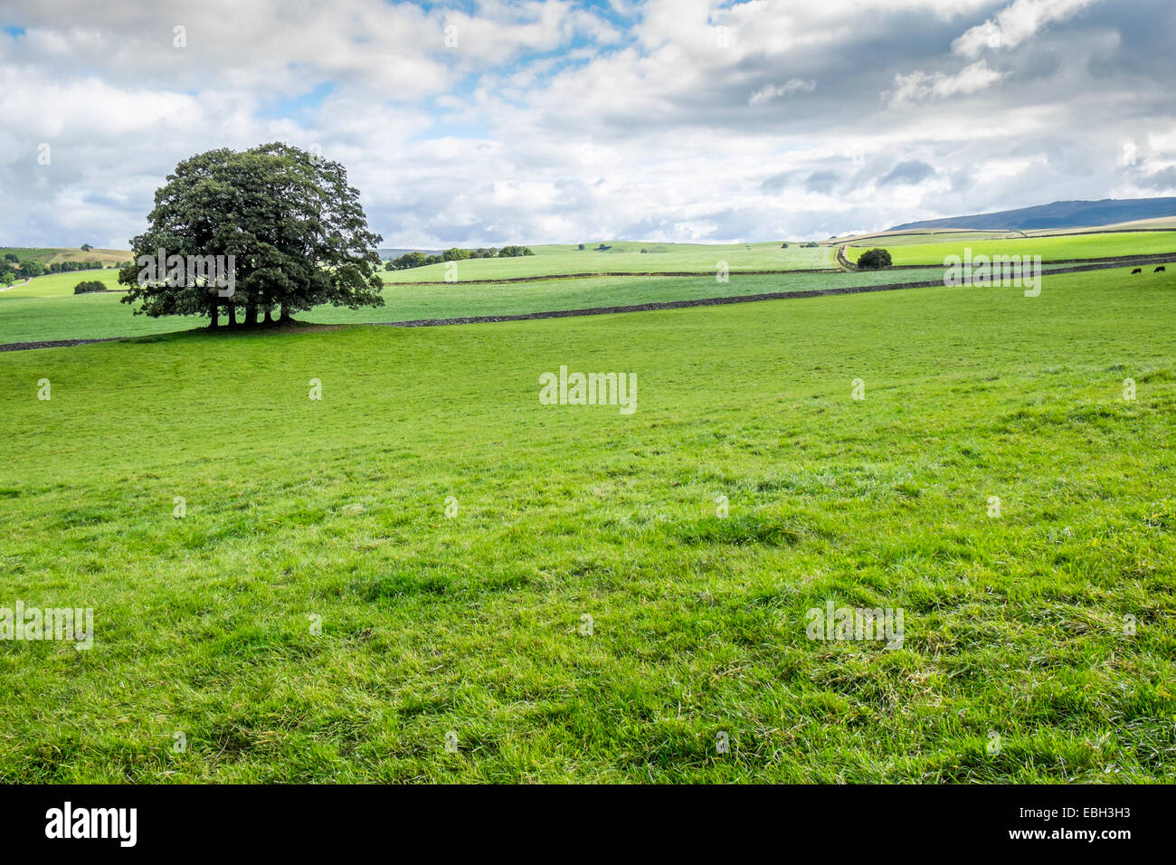 English countryside in the summer time, England's green and pleasant land Stock Photo Alamy