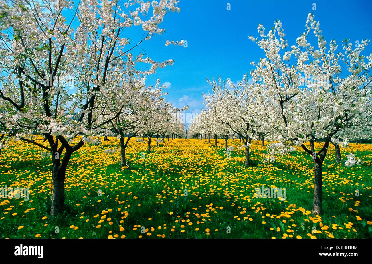 wild cherry, sweet cherry, gean, mazzard (Prunus avium), blooming cherry trees, BLWS010629.jpg. Stock Photo