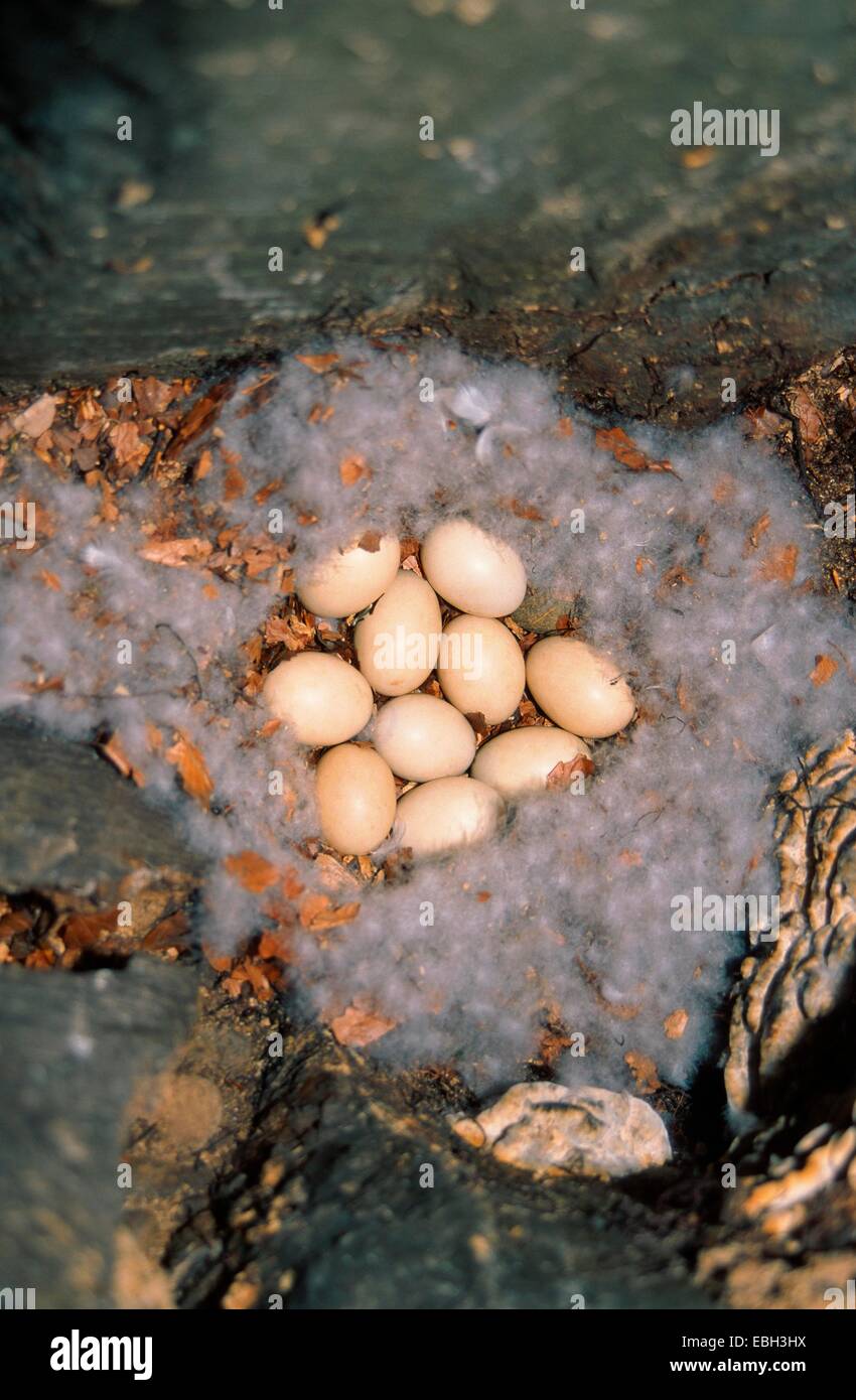 mandarin duck (Aix galericulata), nest with eggs, BLWS010758.jpg Stock
