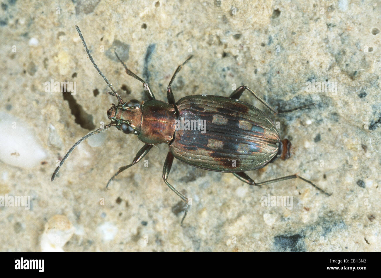 brassy ground beetle (Bembidion litorale). Stock Photo