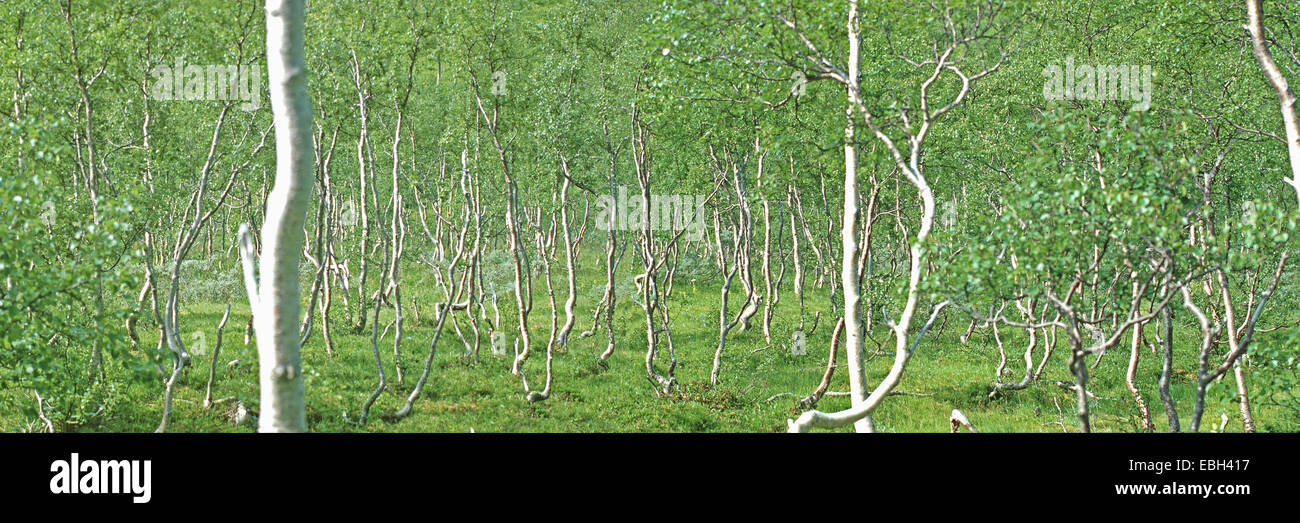 white birch, silver birch (Betula alba), destroyed as an open forest on moss ground, Norway, Nordland, Leirskardalen, 01.07.2002. Stock Photo