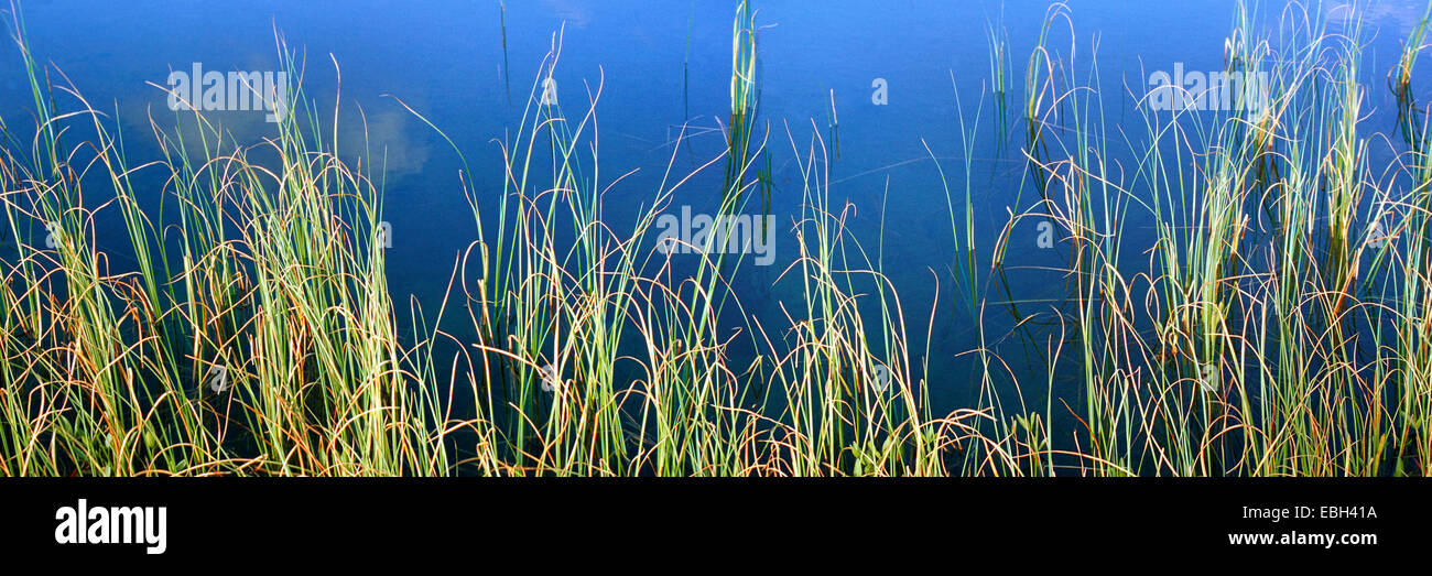 grass, growing at shore, detail, Sweden, Lappland, Abisko NP, Aug 02. Stock Photo