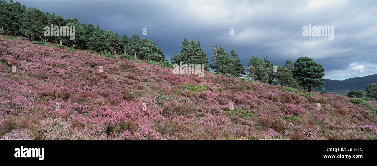flowering heather, on edge of forest, Scotland, Cairngorms NP, Abernethy RSPB Reserve. Stock Photo