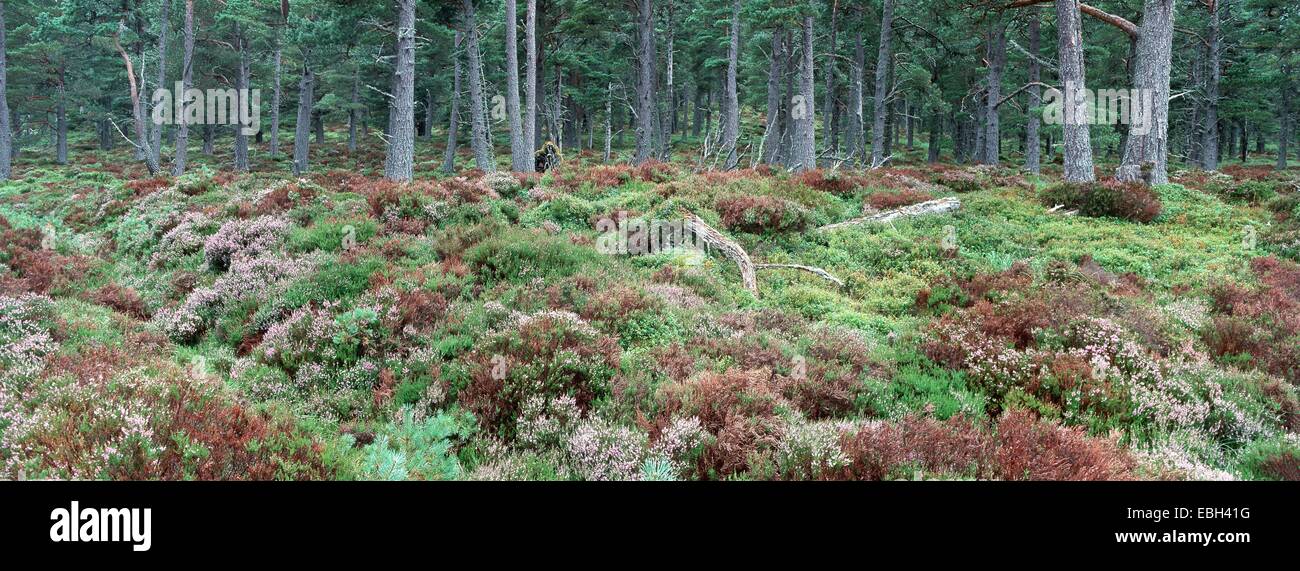 native pine forset, with flowering understorey, Scotland, Cairngorms NP, Abernethy RSPB Reserve. Stock Photo