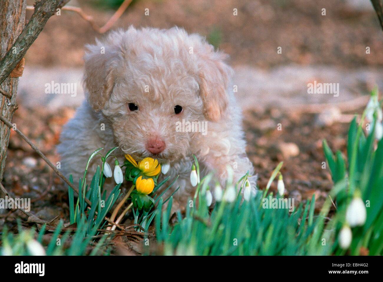 domestic dog, juvenile, sniffing at blossoms. Stock Photo