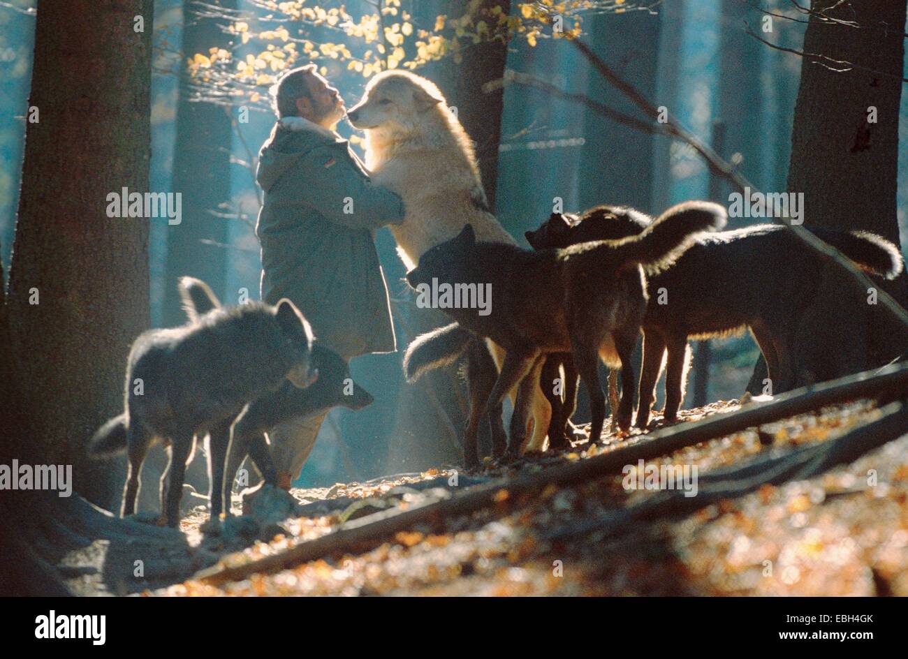 timberwolf; timber wolf (Canis lupus lyacon); pack; welcoming Werner Freund; Germany; Saarland; Merzig. Stock Photo