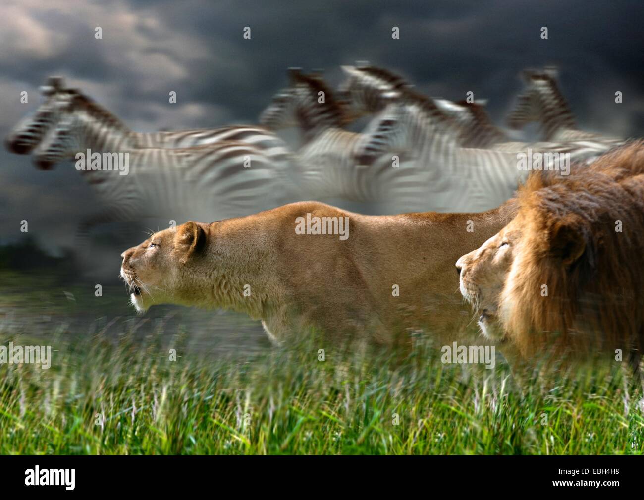 lion (Panthera leo), male and female hunting, with fleeing zebras behind. Stock Photo