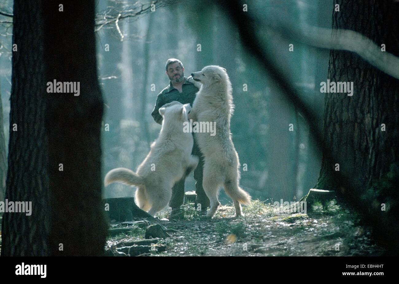 arctic wolf; tundra wolf (Canis lupus albus); Werner freund playing with wolves; in back light; Germany; Saarland; Merzig. Stock Photo