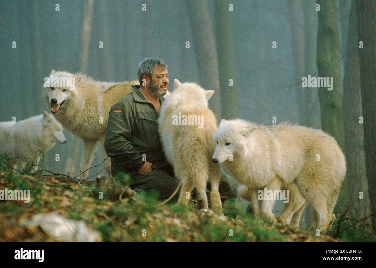arctic wolf; tundra wolf (Canis lupus albus); Werner Freund sitting amongst a pack; Germany; Saarland; Merzig. Stock Photo