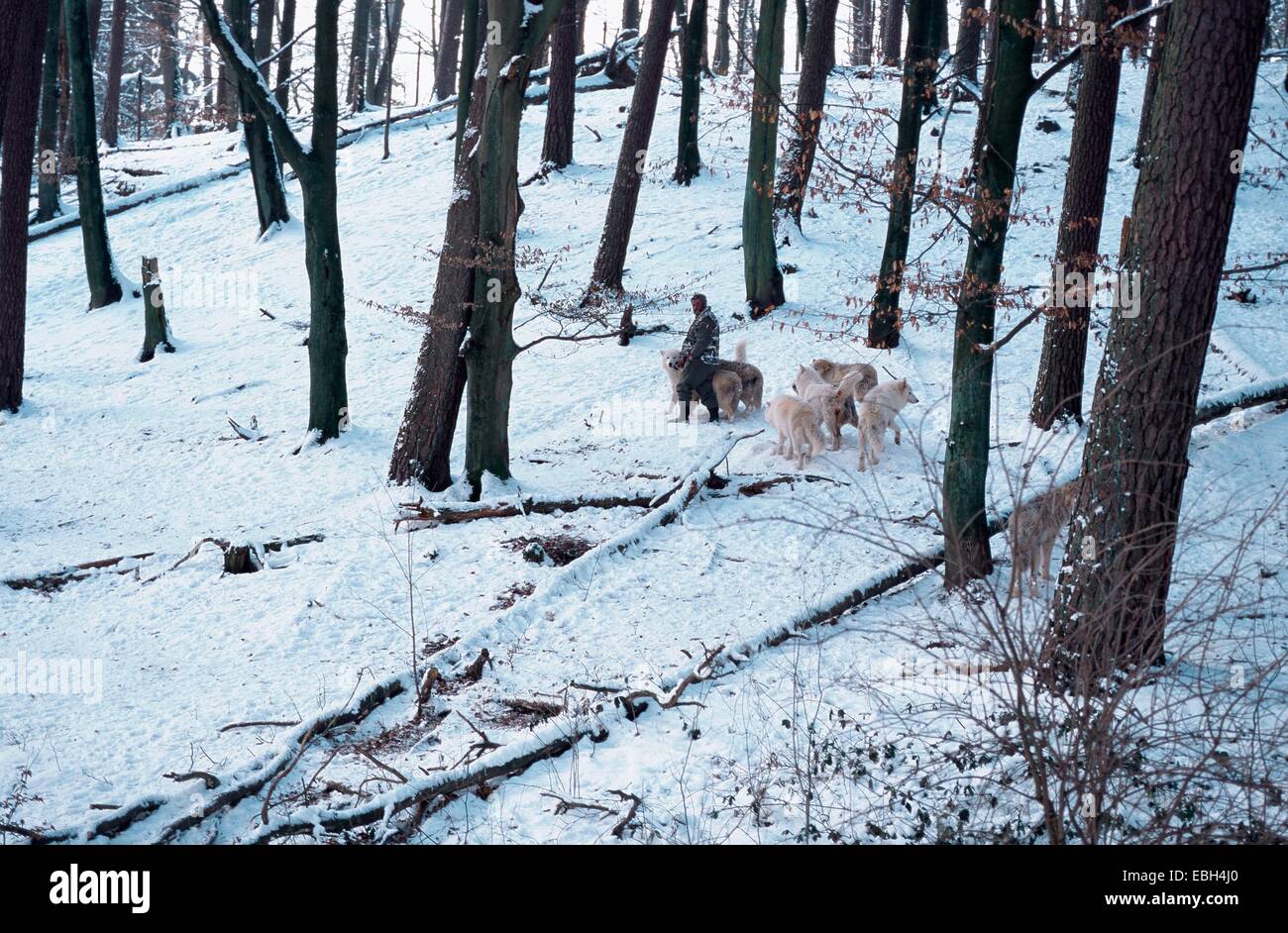 arctic wolf; tundra wolf (Canis lupus albus); pack with Werner Freund in snow; Germany; Saarland; Merzig. Stock Photo
