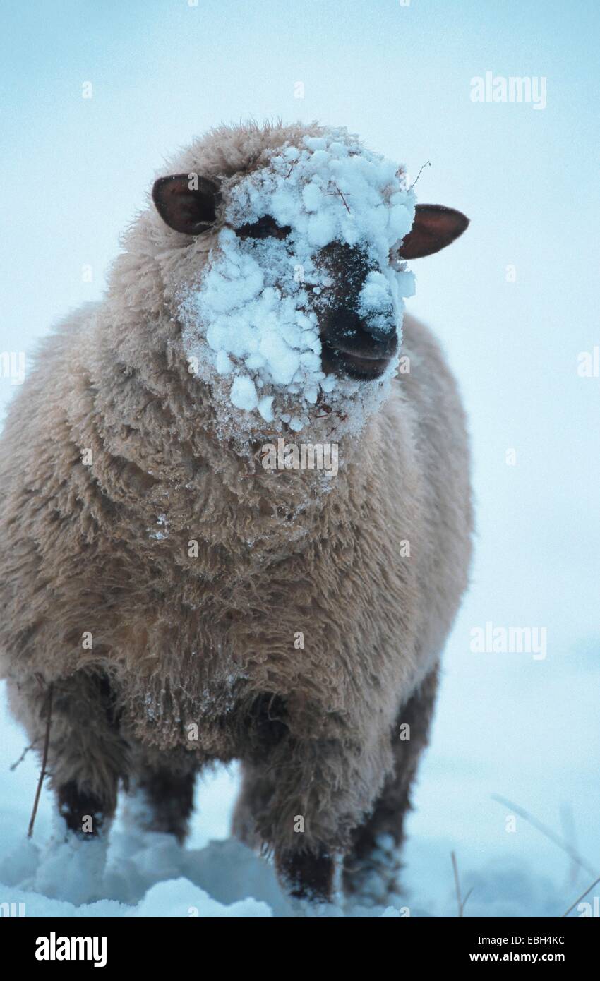 domestic sheep (Ovis aries f. aries), with snow on head. Stock Photo