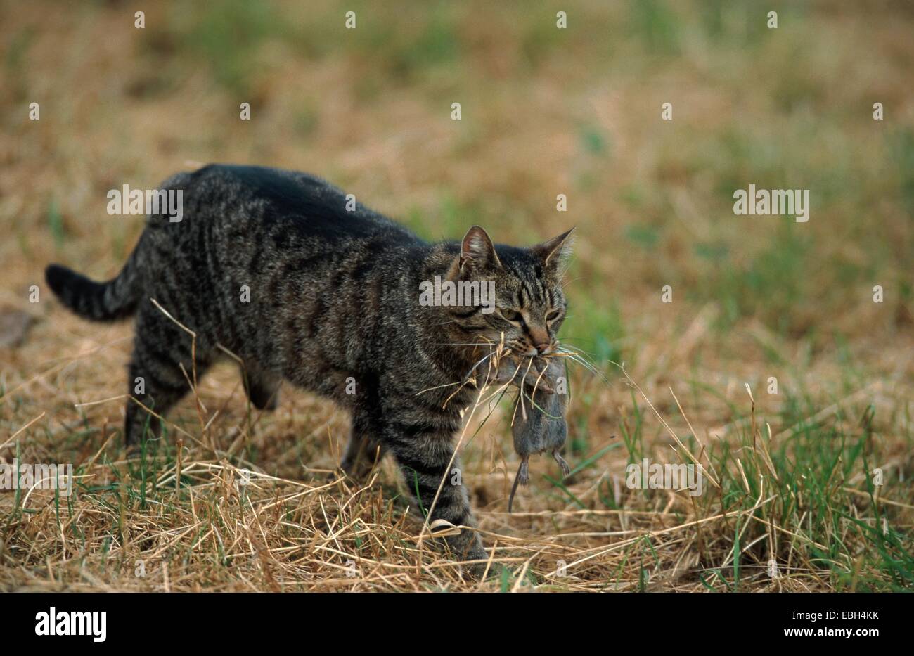 domestic cat (Felis silvestris f. catus), tomcat with captured mouse. Stock Photo