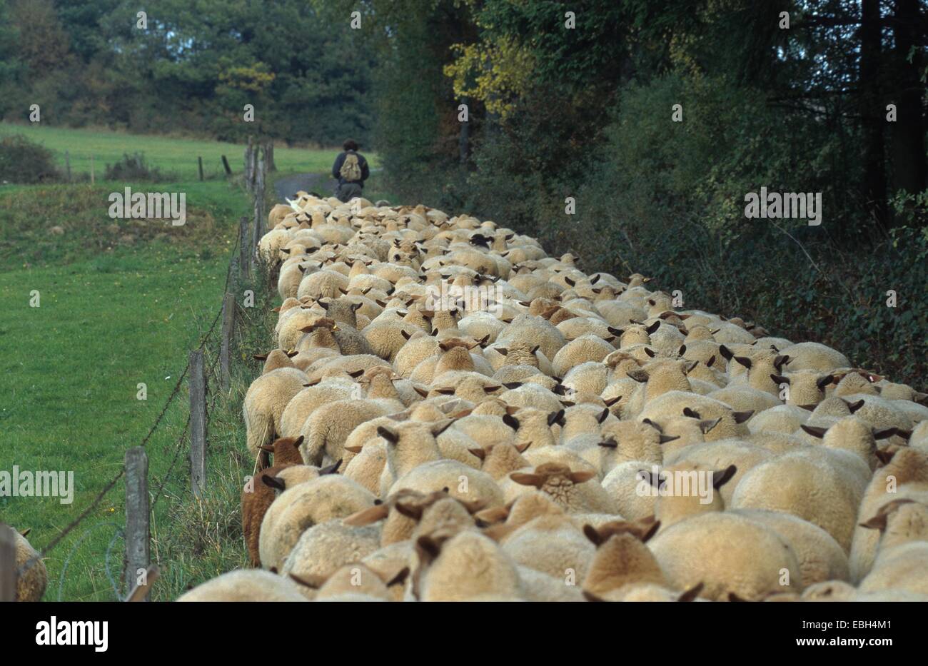 domestic sheep (Ovis aries f. aries), migrating flock of sheeps. Stock Photo