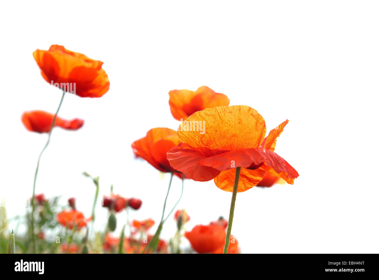 Beautiful red poppies isolated on white background Stock Photo - Alamy