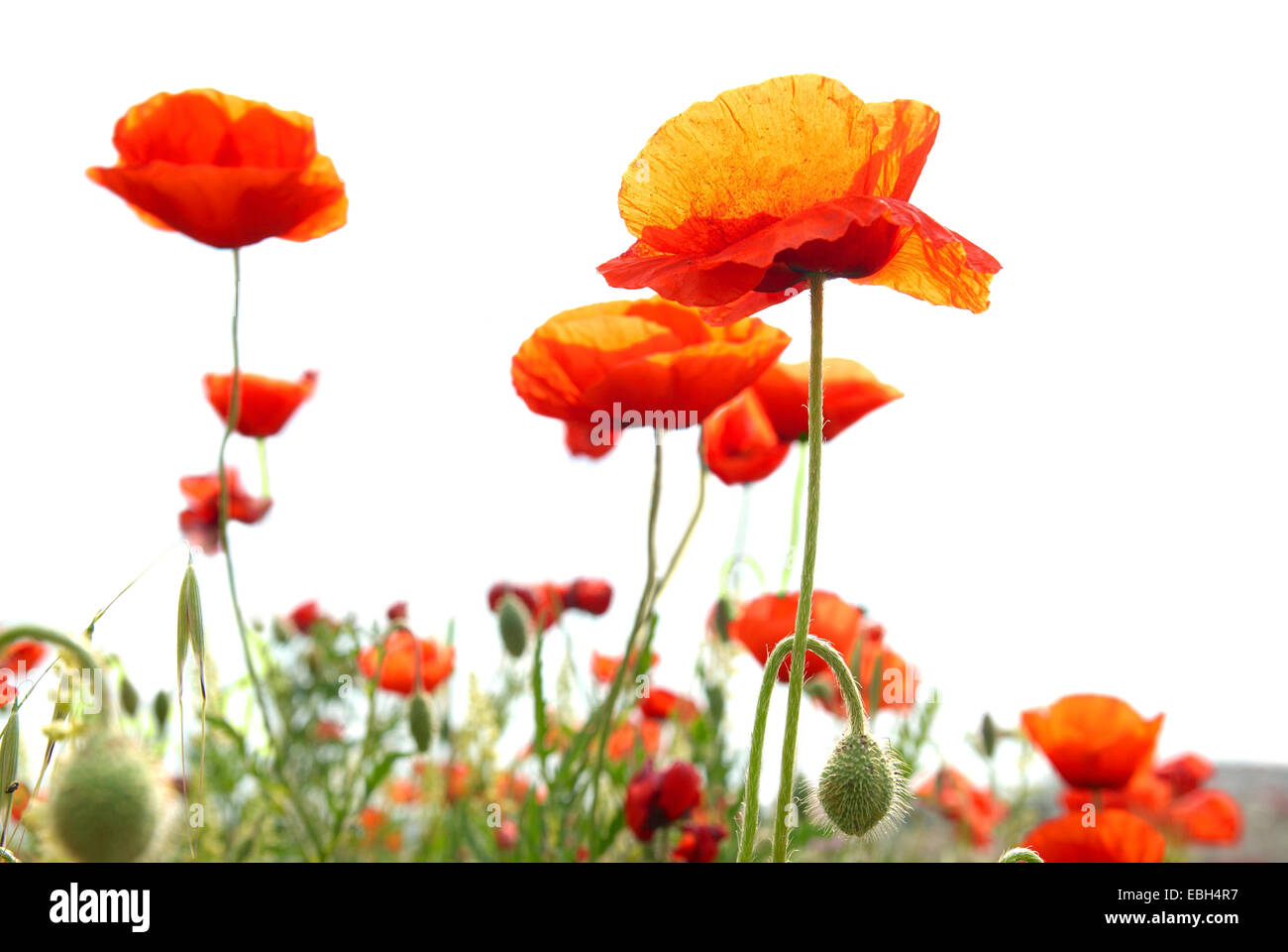 Beautiful red poppies isolated on white background Stock Photo - Alamy