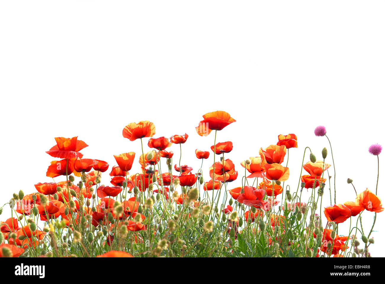 Beautiful red poppies isolated on white background Stock Photo - Alamy