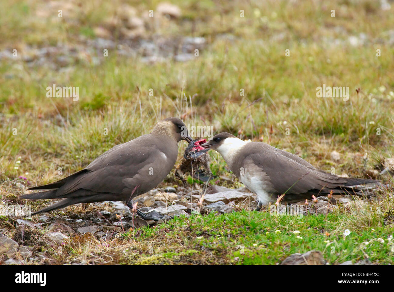 arctic skua (Stercorarius parasiticus), two individuals feeding on a chick, Iceland Stock Photo
