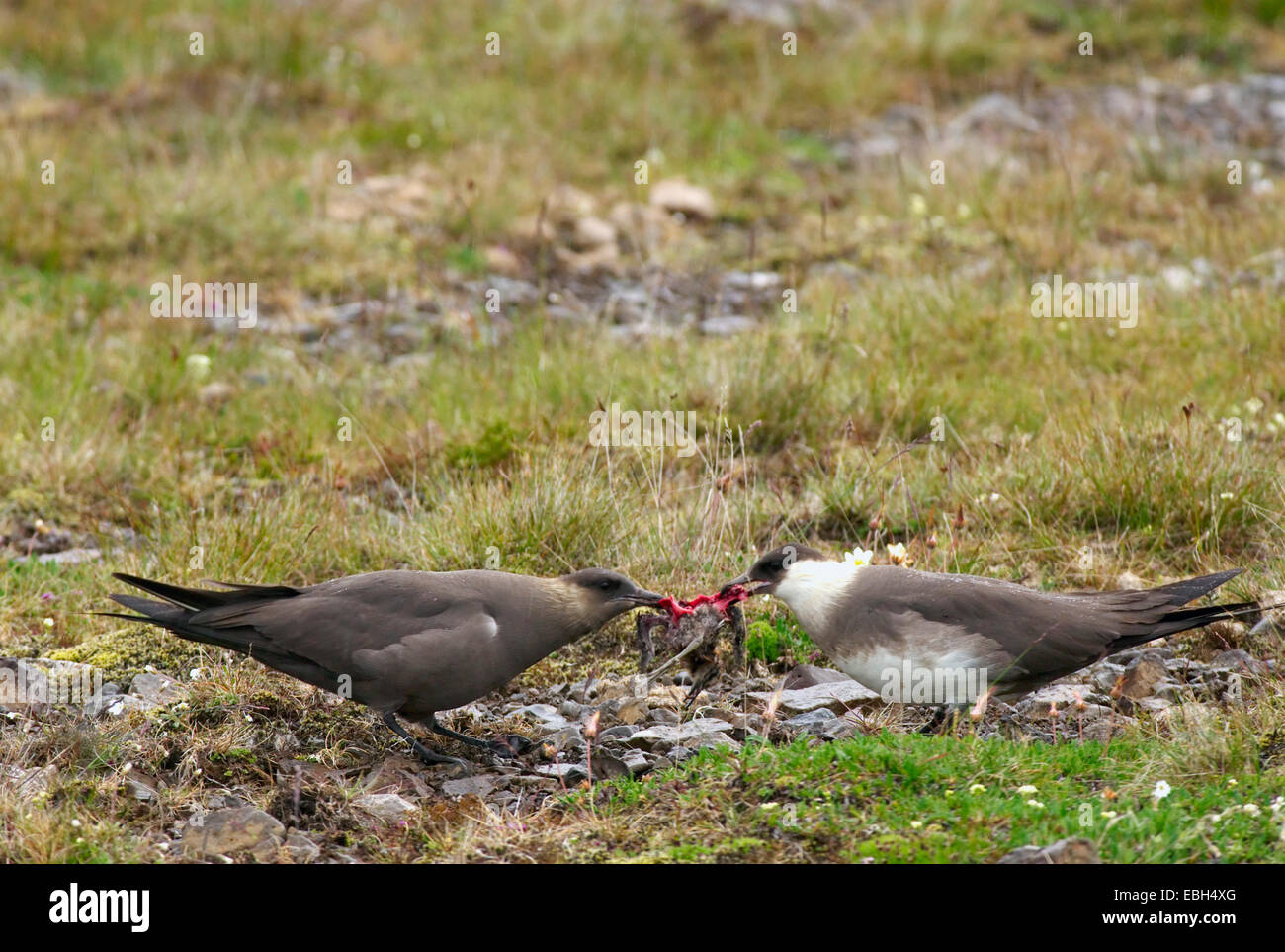 arctic skua (Stercorarius parasiticus), two individuals feeding on a chick, Iceland Stock Photo