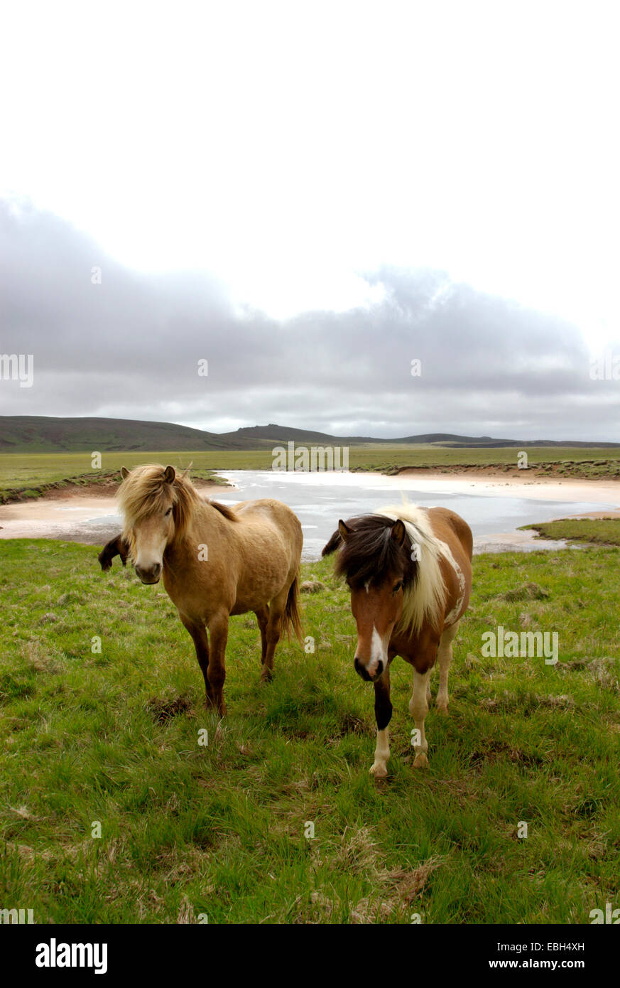 Islandic horse, Iceland pony (Equus przewalskii f. caballus), two individuals on pasture, Iceland Stock Photo
