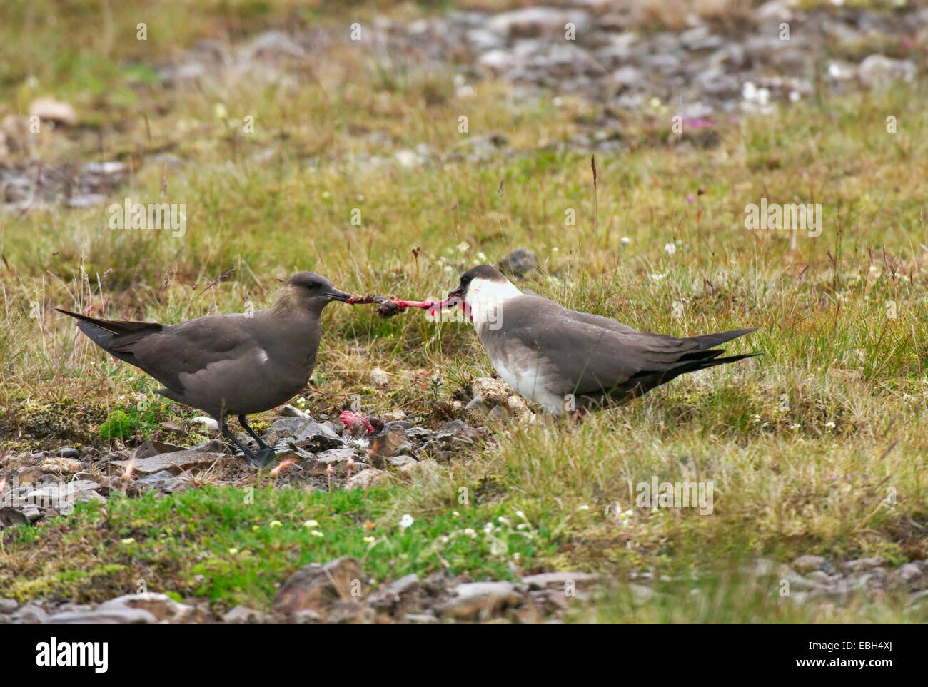 arctic skua (Stercorarius parasiticus), two individuals feeding on a chick, Iceland Stock Photo