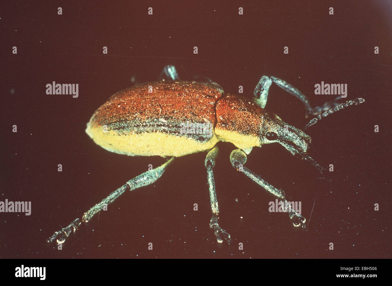 snout beetle, weevil (Chlorophanus viridis). Stock Photo