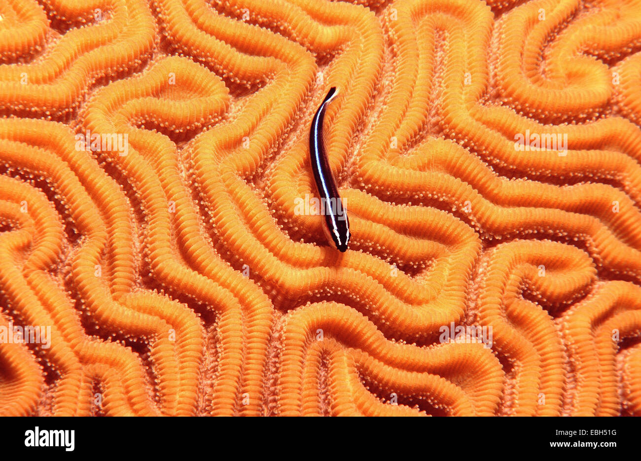 Neon goby, Grooved brain coral (Gobiosoma oceanops auf Diploria labyrinthiformis). Stock Photo