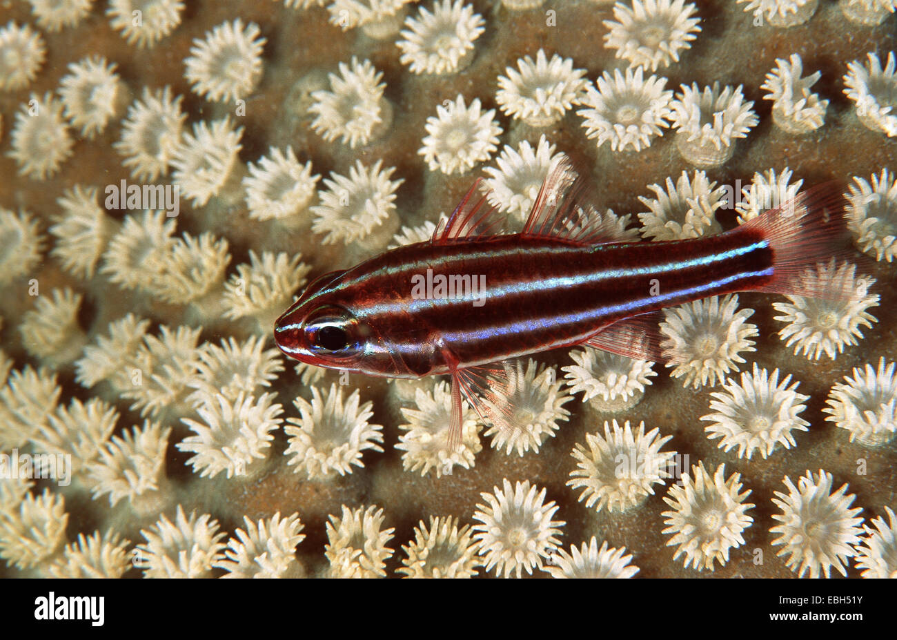 Broadstriped cardinalfish (Apogon nigrofasciatus). Stock Photo