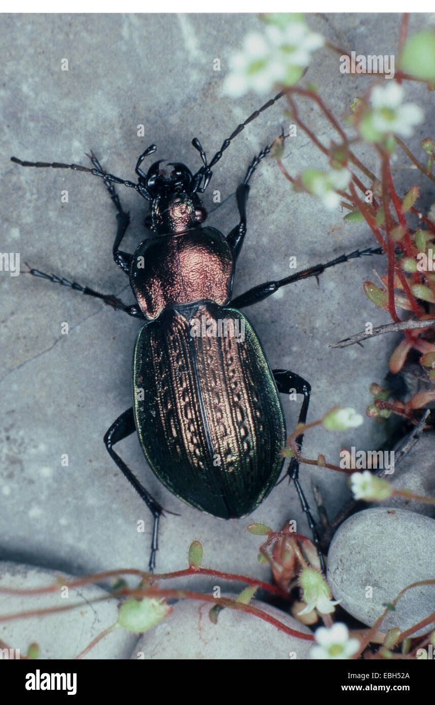 ield ground beetle (Carabus arcensis). Stock Photo