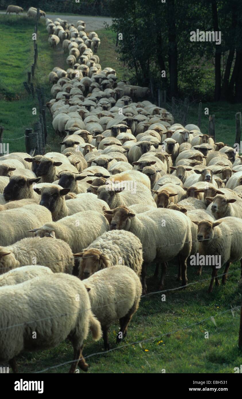 domestic sheep (Ovis aries f. aries), migrating flock of sheeps. Stock Photo