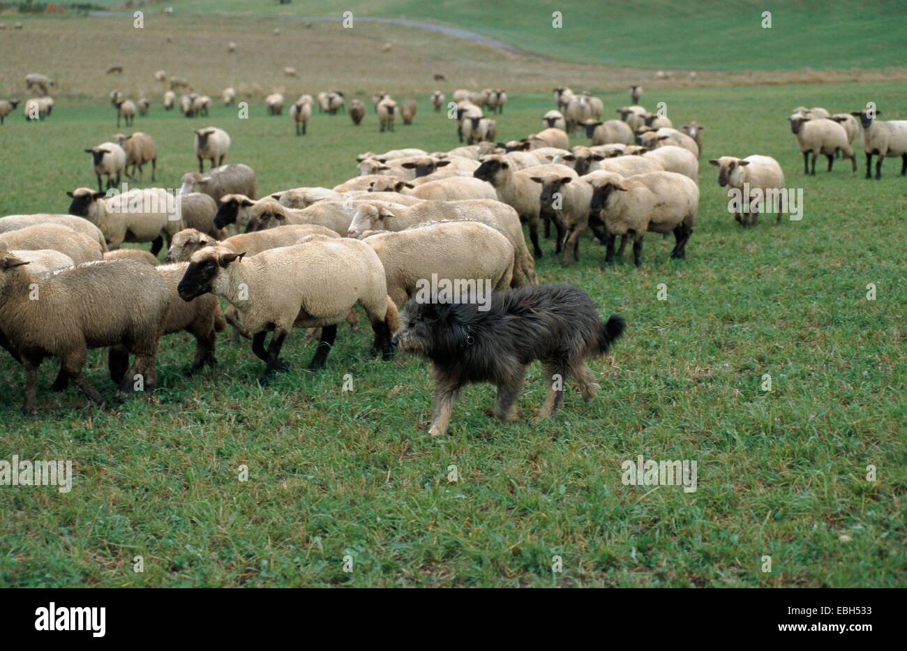 domestic sheep (Ovis aries f. aries), sheep dog and flock of sheep. Stock Photo