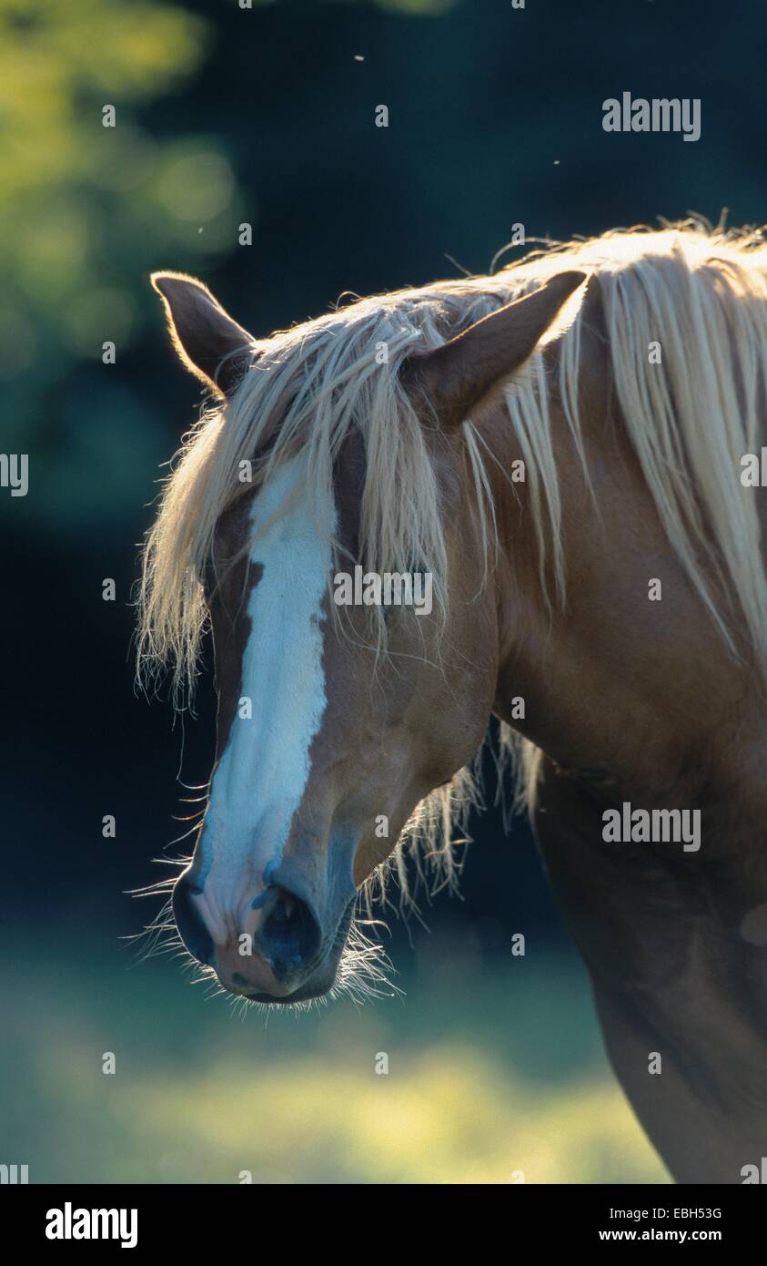 Pony (Equus przewalskii f. caballus). Stock Photo