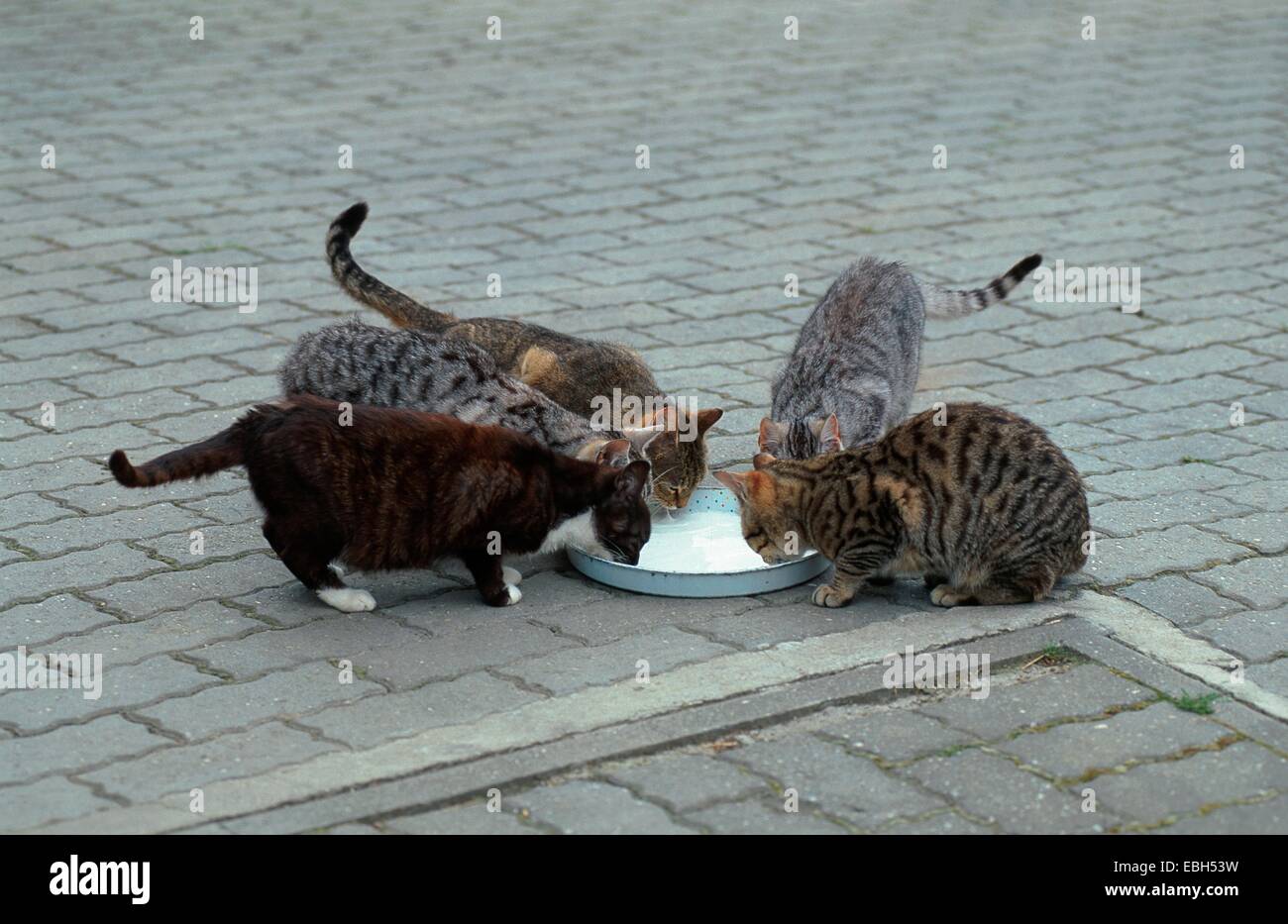 domestic cat (Felis silvestris f. catus), drinking milk. Stock Photo
