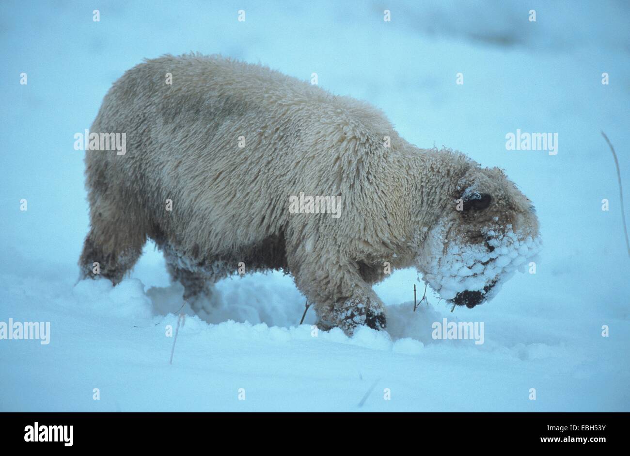 domestic sheep (Ovis aries f. aries), walking trough snow. Stock Photo
