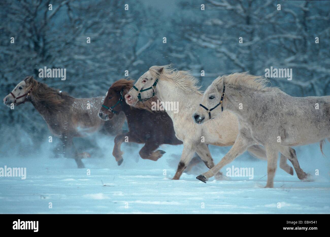 domestic horse (Equus przewalskii f. caballus), running in snow. Stock Photo