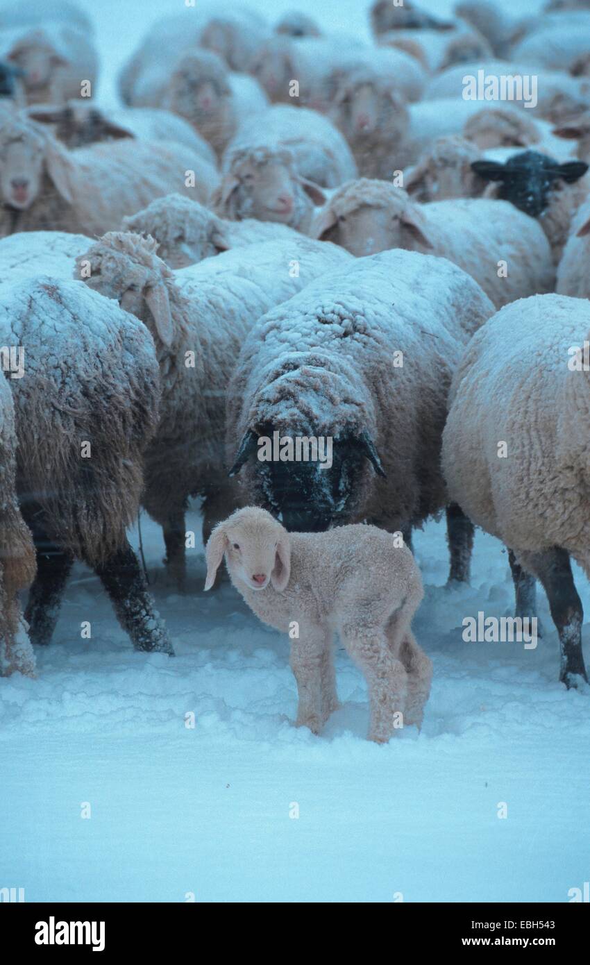 domestic sheep (Ovis aries f. aries), flock of sheeps in snow-storm. Stock Photo