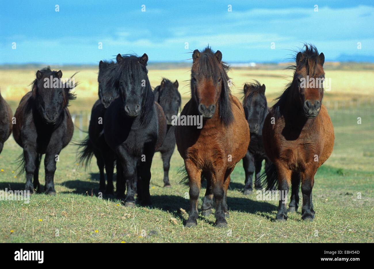 domestic horse, Falabella (Equus przewalskii f. caballus), herd on pasture. Stock Photo
