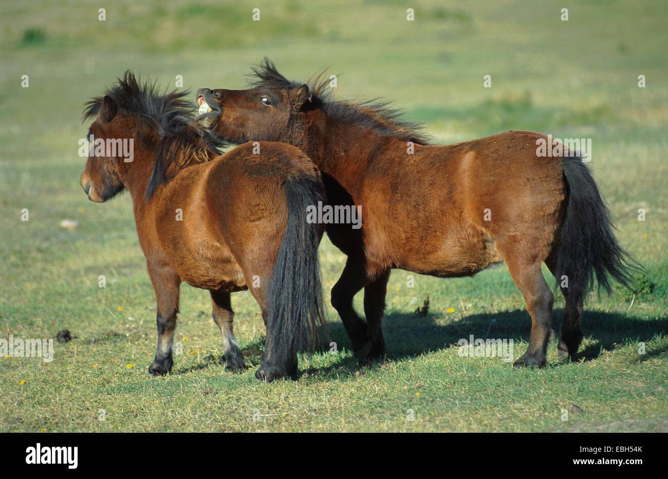 Falabella (Equus przewalskii f. caballus), on pasture. Stock Photo