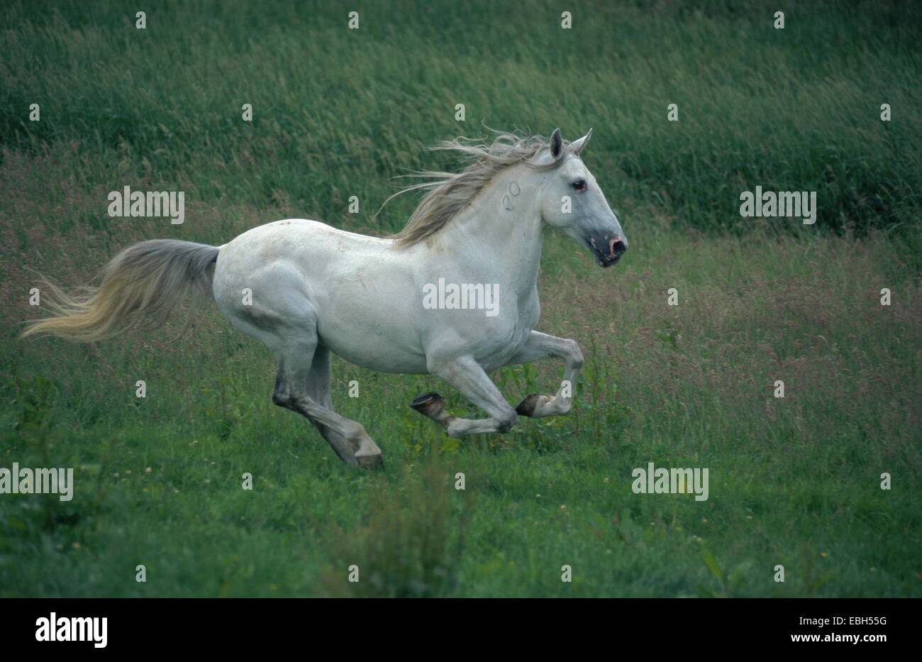 domestic horse, Lusitanian (Equus przewalskii f. caballus), stallion, gallop. Stock Photo