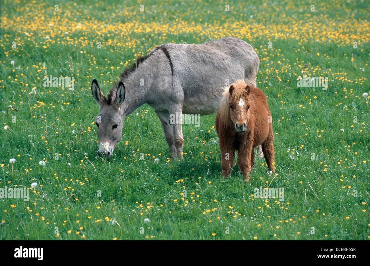 domestic horse, Falabella (Equus przewalskii f. caballus), on pasture. Stock Photo