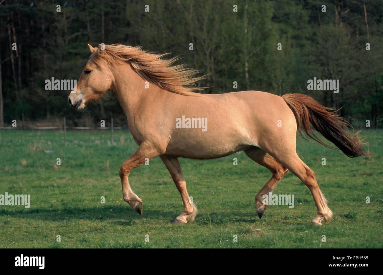 domestic horse (Equus przewalskii f. caballus), trot on pasture. Stock Photo