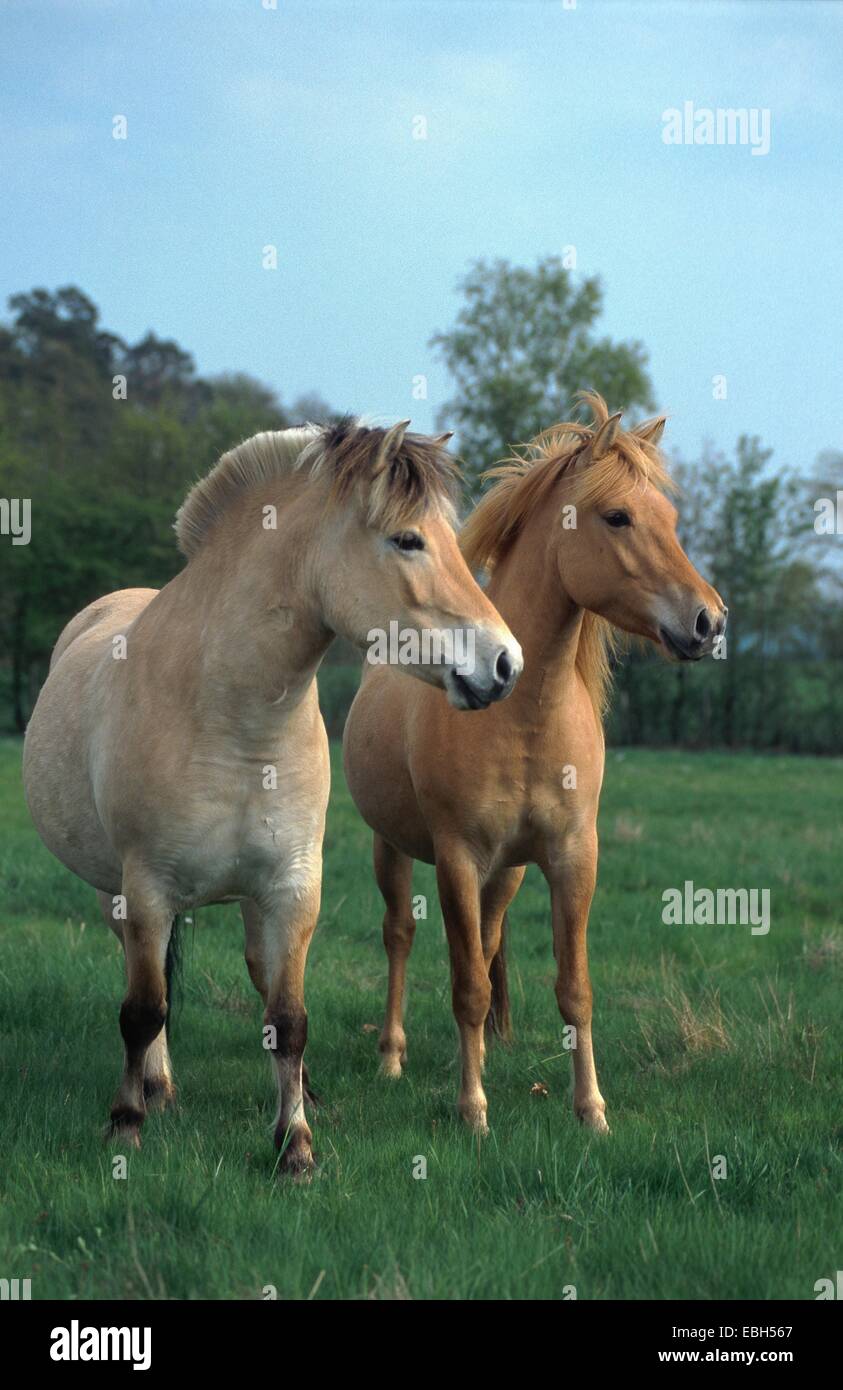 domestic horse, Norwegian horse (Equus przewalskii f. caballus). Stock Photo
