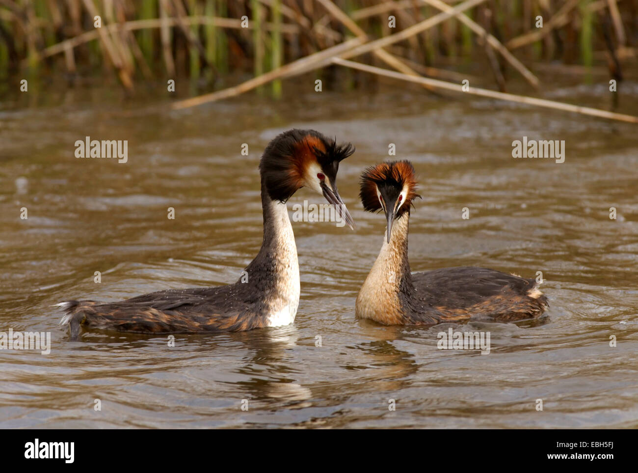 great crested grebe (Podiceps cristatus), mating, Netherlands Stock Photo
