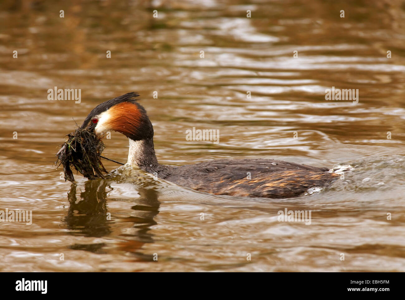 great crested grebe (Podiceps cristatus), with nesting material, Netherlands Stock Photo