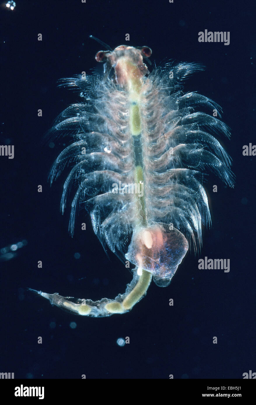 brine shrimp (Artemia salina). Stock Photo